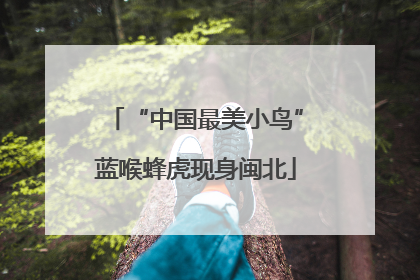 “中国最美小鸟”蓝喉蜂虎现身闽北