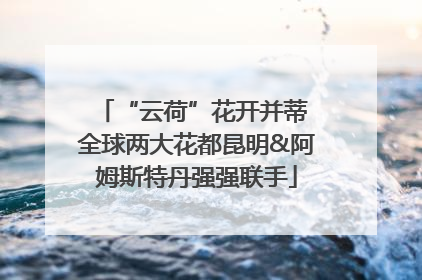 “云荷”花开并蒂 全球两大花都昆明&阿姆斯特丹强强联手