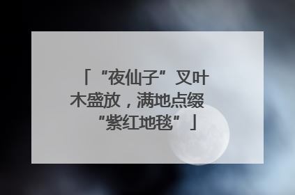“夜仙子”叉叶木盛放，满地点缀“紫红地毯”