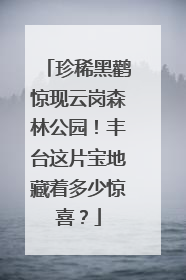 珍稀黑鹳惊现云岗森林公园！丰台这片宝地藏着多少惊喜？