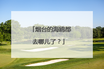 烟台的海鸥都去哪儿了？