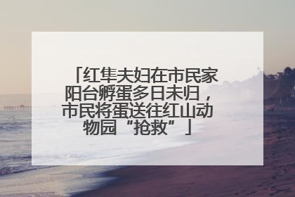 红隼夫妇在市民家阳台孵蛋多日未归，市民将蛋送往红山动物园“抢救”