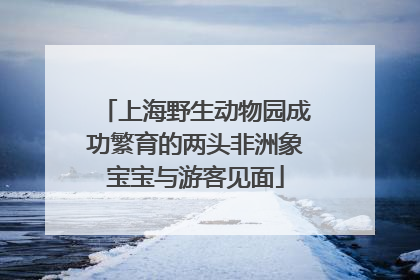 上海野生动物园成功繁育的两头非洲象宝宝与游客见面