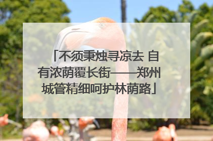 不须秉烛寻凉去 自有浓荫覆长街——郑州城管精细呵护林荫路