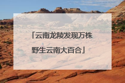 云南龙陵发现万株野生云南大百合
