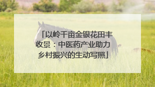 以岭千亩金银花田丰收景：中医药产业助力乡村振兴的生动写照