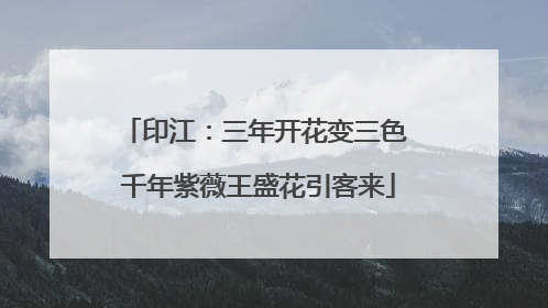 印江：三年开花变三色 千年紫薇王盛花引客来