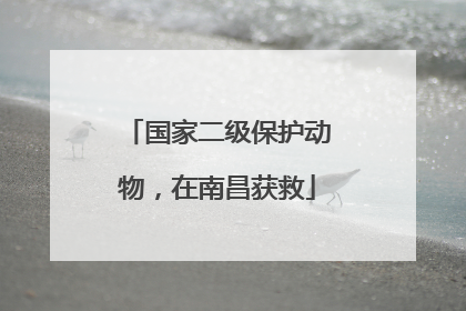 国家二级保护动物，在南昌获救