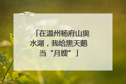 在温州杨府山奥水湖，我给黑天鹅当“月嫂”