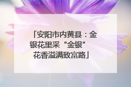 安阳市内黄县：金银花里采“金银” 花香溢满致富路