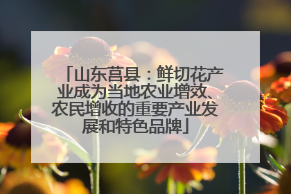 山东莒县：鲜切花产业成为当地农业增效、农民增收的重要产业发展和特色品牌