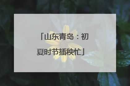山东青岛：初夏时节插秧忙