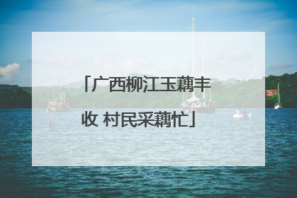 广西柳江玉藕丰收 村民采藕忙