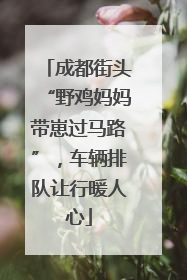 成都街头“野鸡妈妈带崽过马路”，车辆排队让行暖人心