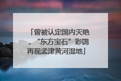 曾被认定国内灭绝，“东方宝石”彩鹮再现孟津黄河湿地
