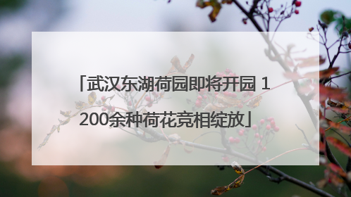 武汉东湖荷园即将开园 1200余种荷花竞相绽放