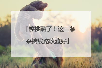 樱桃熟了！这三条采摘线路收藏好