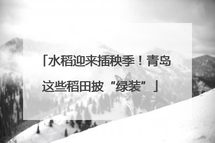水稻迎来插秧季！青岛这些稻田披“绿装”