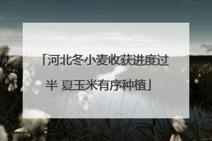河北冬小麦收获进度过半 夏玉米有序种植