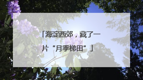 海淀西郊，藏了一片“月季梯田”