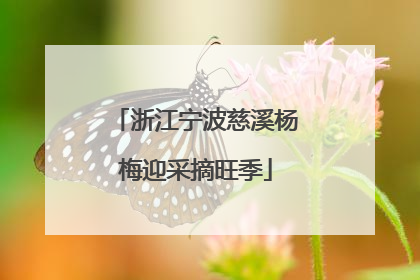 浙江宁波慈溪杨梅迎采摘旺季