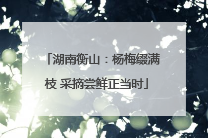 湖南衡山：杨梅缀满枝 采摘尝鲜正当时