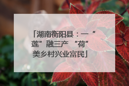 湖南衡阳县：一“莲”融三产 “荷”美乡村兴业富民