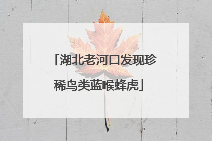 湖北老河口发现珍稀鸟类蓝喉蜂虎