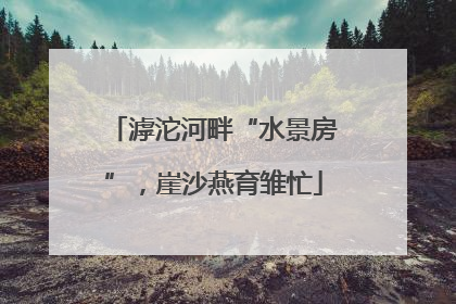 滹沱河畔“水景房”，崖沙燕育雏忙