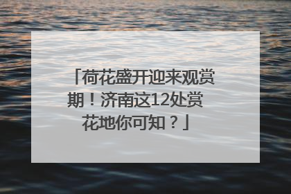 荷花盛开迎来观赏期！济南这12处赏花地你可知？