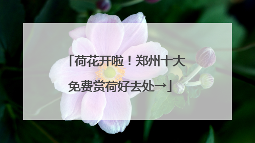 荷花开啦！郑州十大免费赏荷好去处→