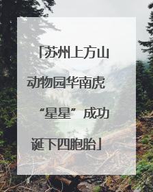 苏州上方山动物园华南虎“星星”成功诞下四胞胎