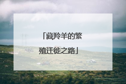 藏羚羊的繁殖迁徙之路