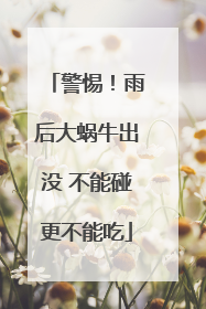 警惕！雨后大蜗牛出没 不能碰更不能吃