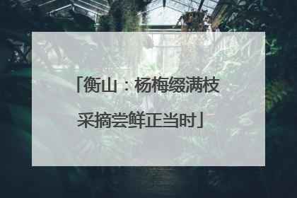 衡山：杨梅缀满枝 采摘尝鲜正当时
