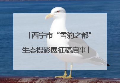 西宁市“雪豹之都”生态摄影展征稿启事