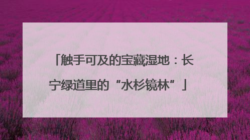 触手可及的宝藏湿地：长宁绿道里的“水杉镜林”