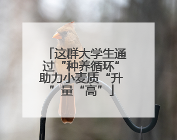 这群大学生通过“种养循环”助力小麦质“升”量“高”