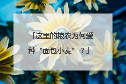 这里的粮农为何爱种“面包小麦”？