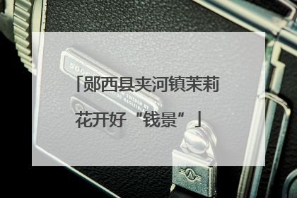 郧西县夹河镇茉莉花开好“钱景”