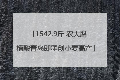 1542.9斤 农大腐植酸青岛即墨创小麦高产