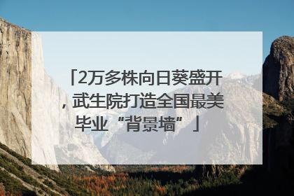 2万多株向日葵盛开，武生院打造全国最美毕业“背景墙”