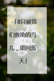 8只被我们救助的鸟儿，重回蓝天
